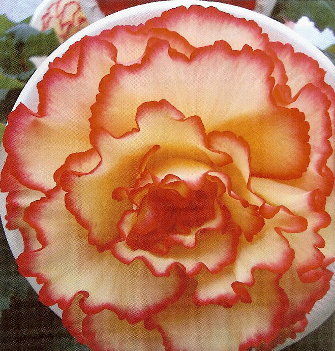 B. ‘White Bali Hi’